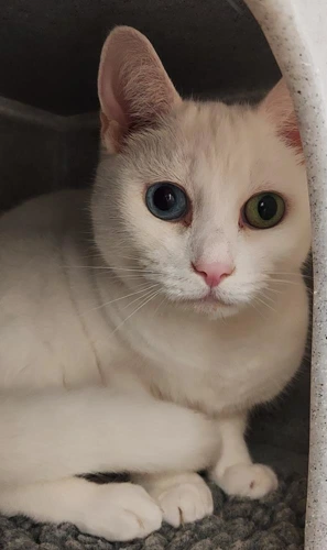 Mia