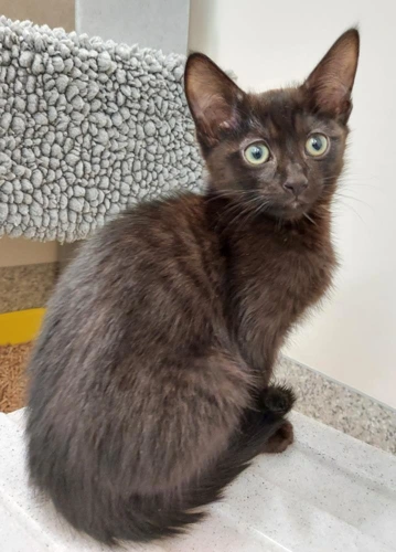 Beverley 11wk old female