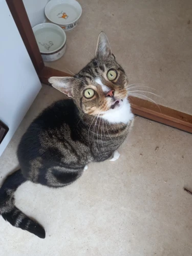 Tigger