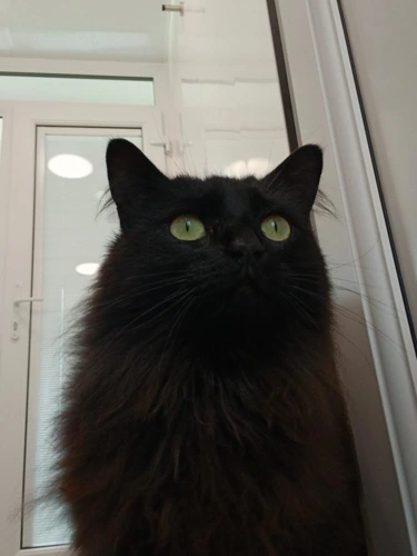 Tammi