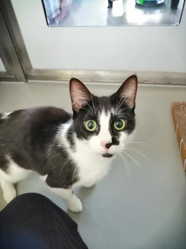 Bella