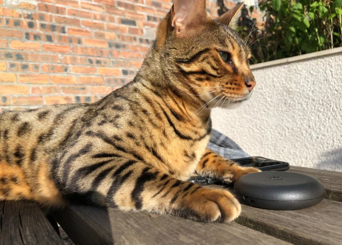 Raja