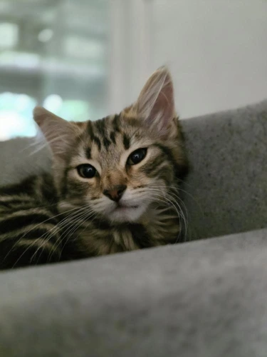 Stella