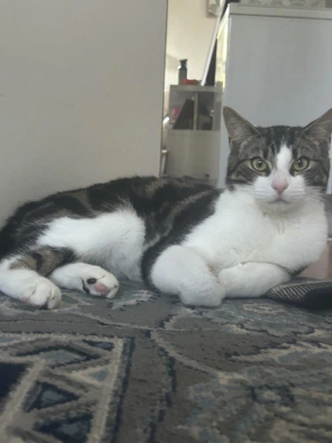 Milo