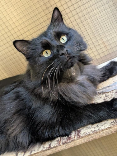 Bagheera