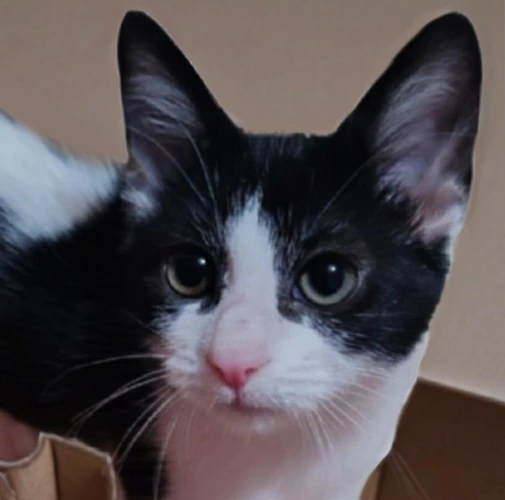 Amélie