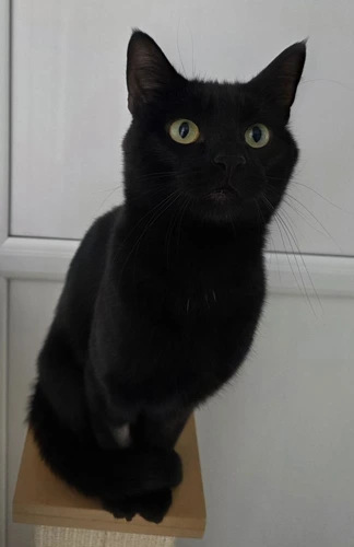 Hunter