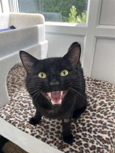 Boris