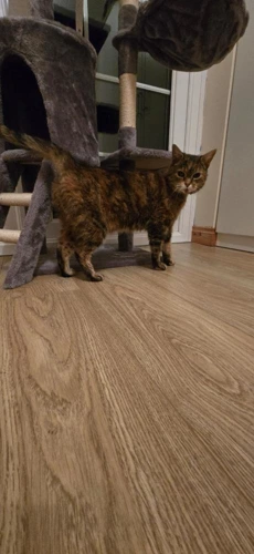 Tilly