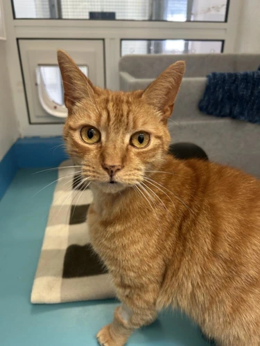 Garfield