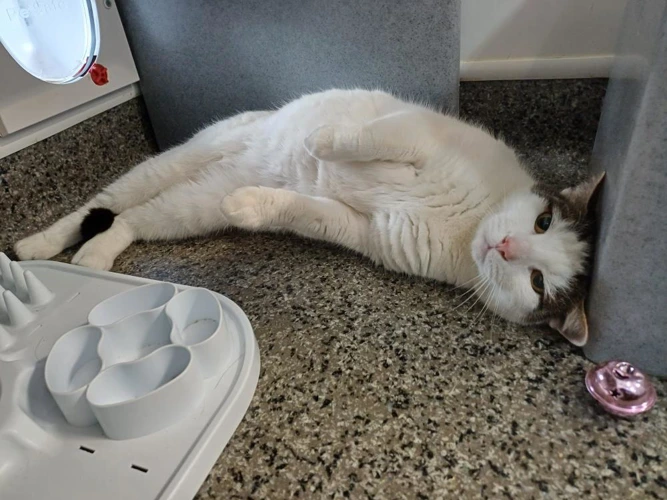 Pedro