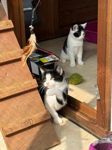 School Kittens