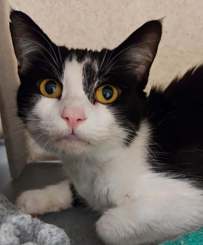 Belinda 1year old female