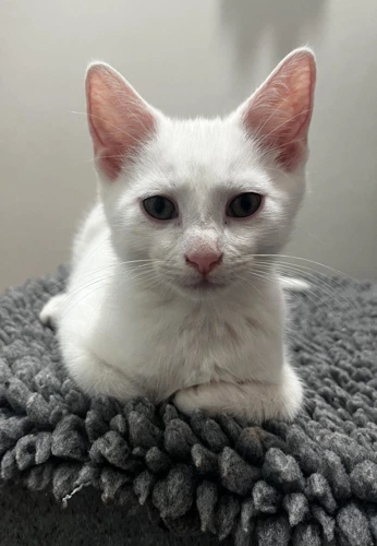 Pinot 13 week old male