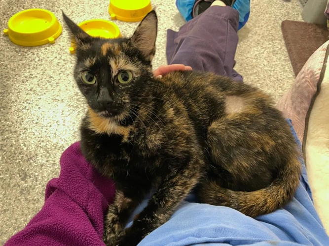 Aurora Borealis 2y Female LAP CAT