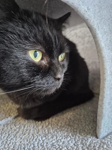 Oliver