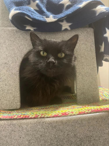 Polly