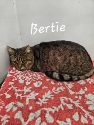 Bertie