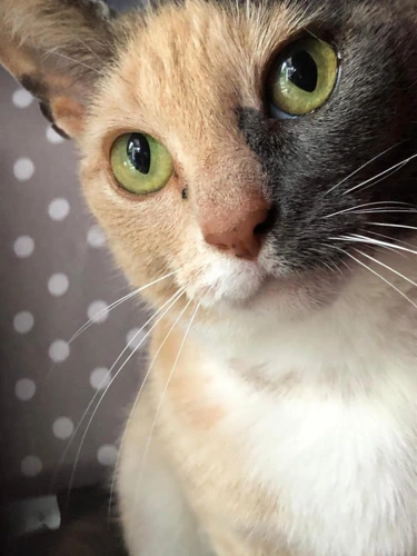 Hazel