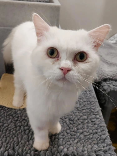 Olaf 2y male