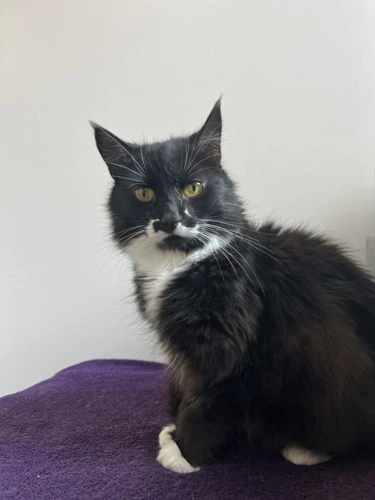 Smudge