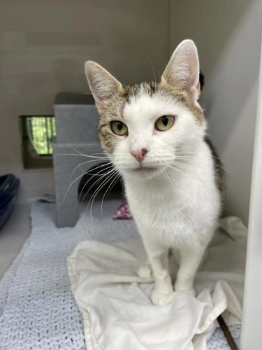 Mayfair