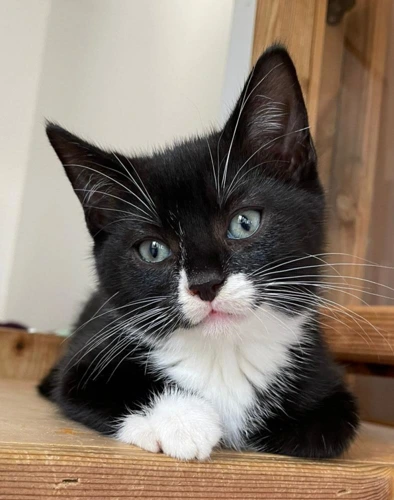 Jessie Kitten 3 Jasper