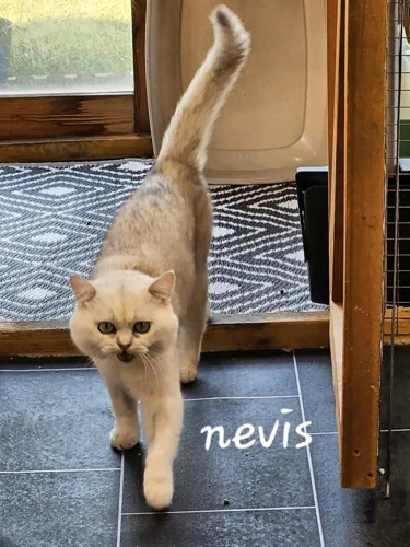 Nevis