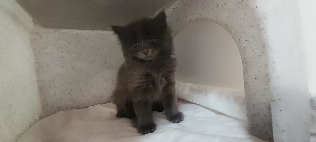 kittens