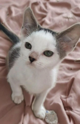 Marcel