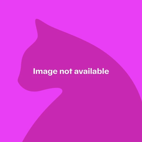 Mortimer