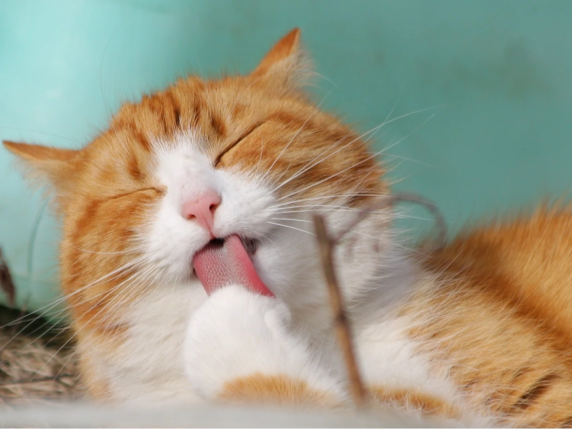 Good Cat Parenting webinar 5pm-6pm