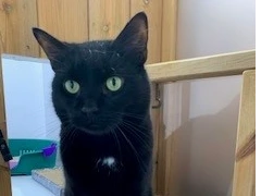 Black Cat Weekend