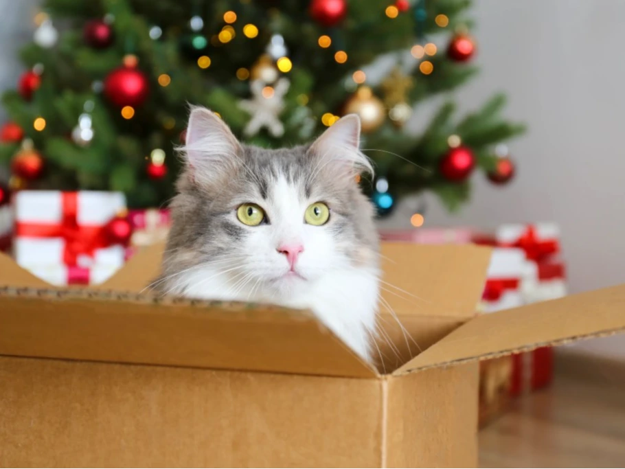 Christmas Cracker
