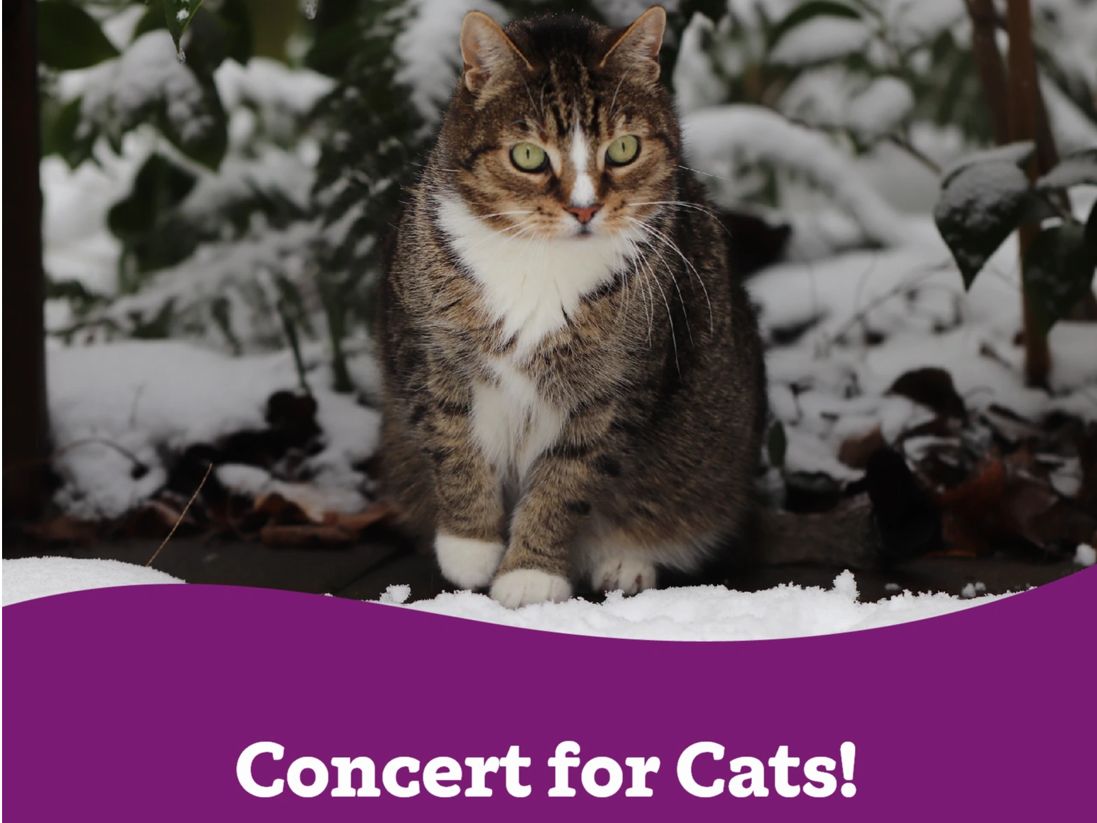 Concert for Cats