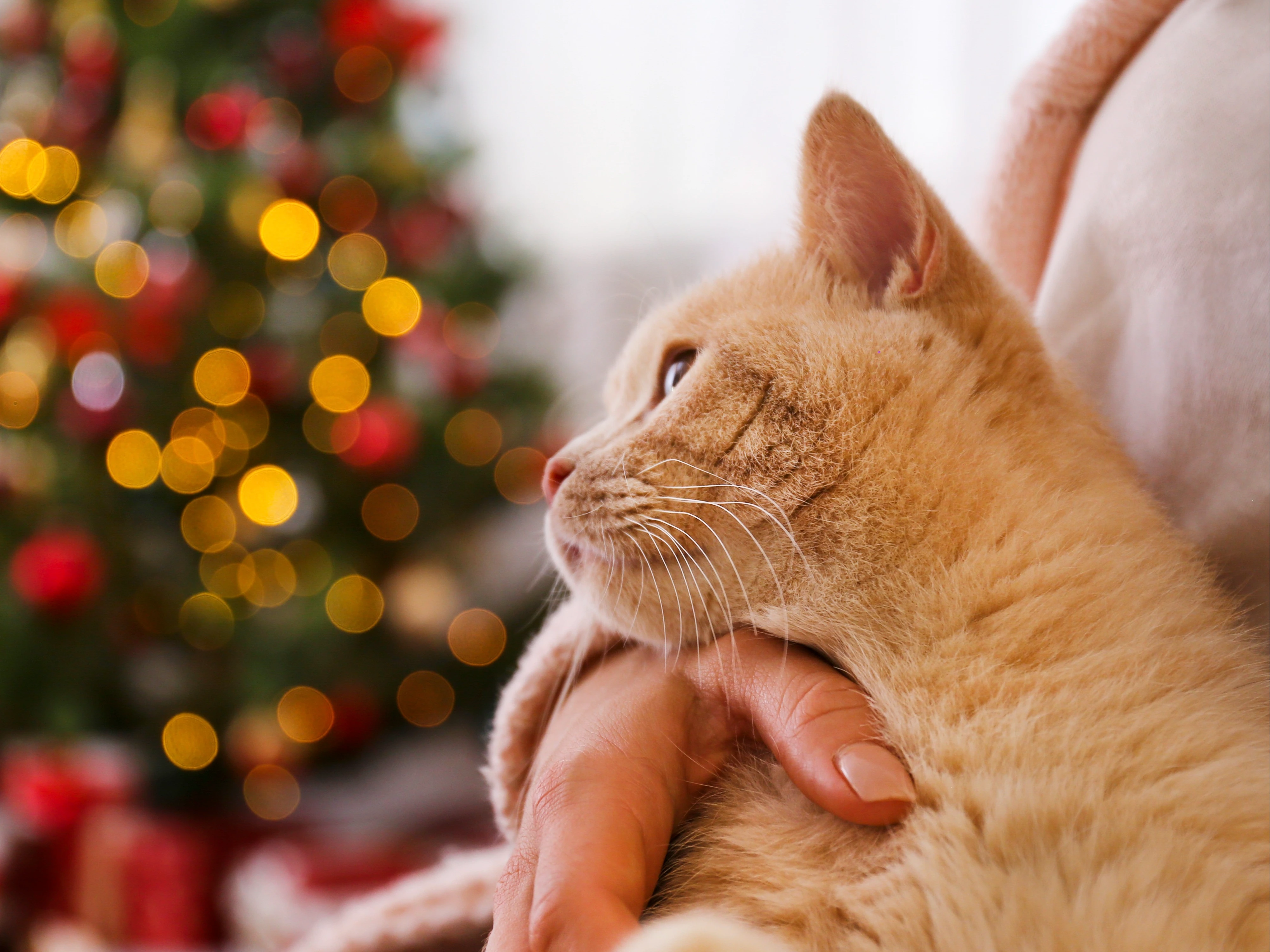 Christmas Fayre & Open Day