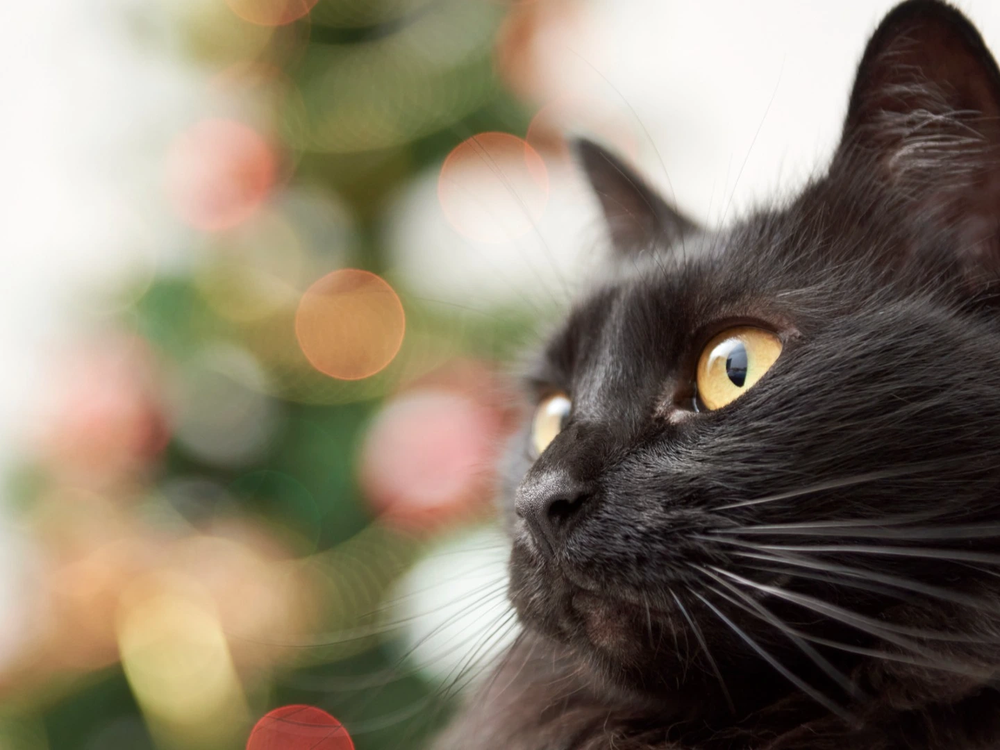 Christmas Opening times 2025