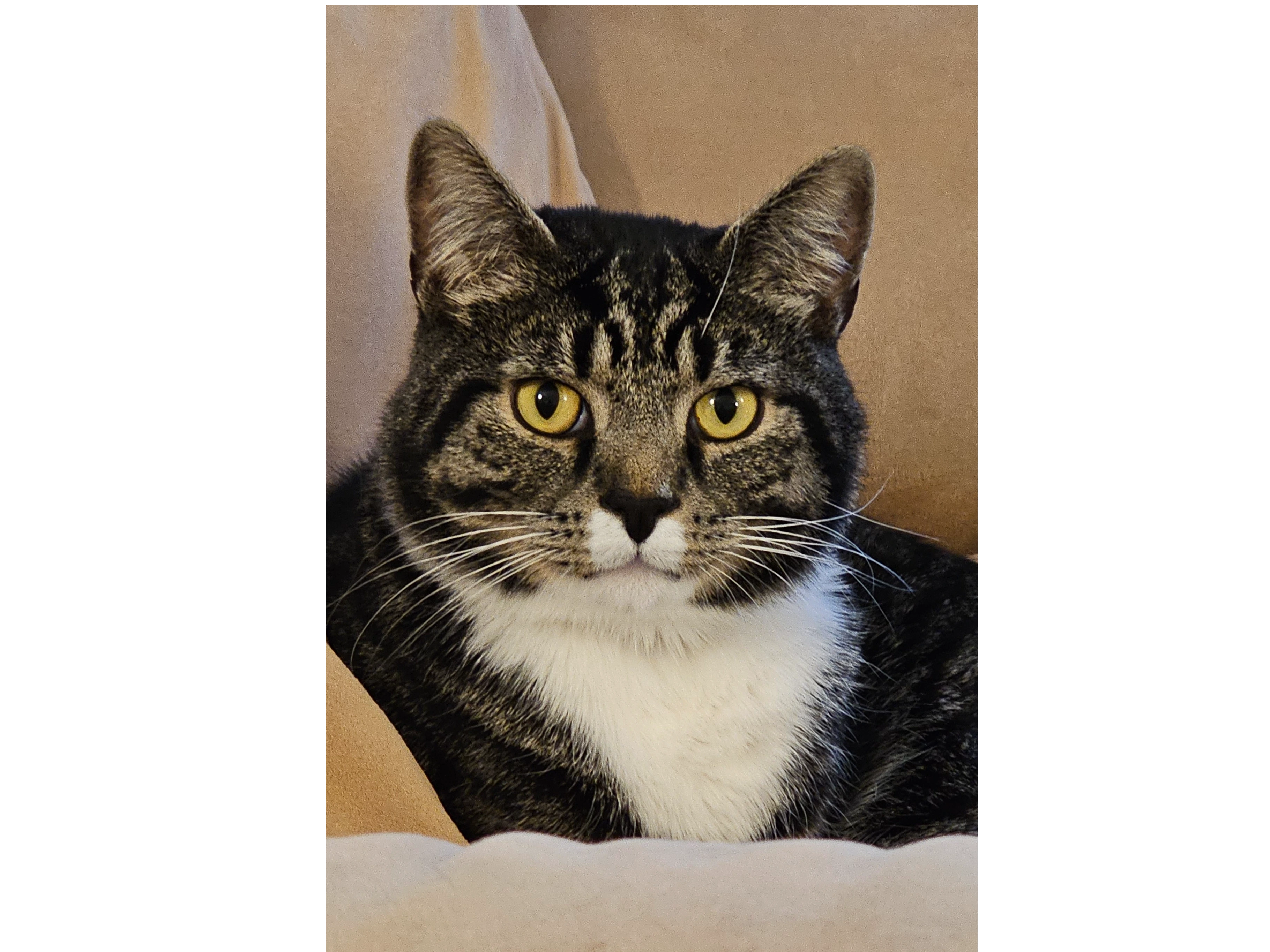 stall at Gosport market