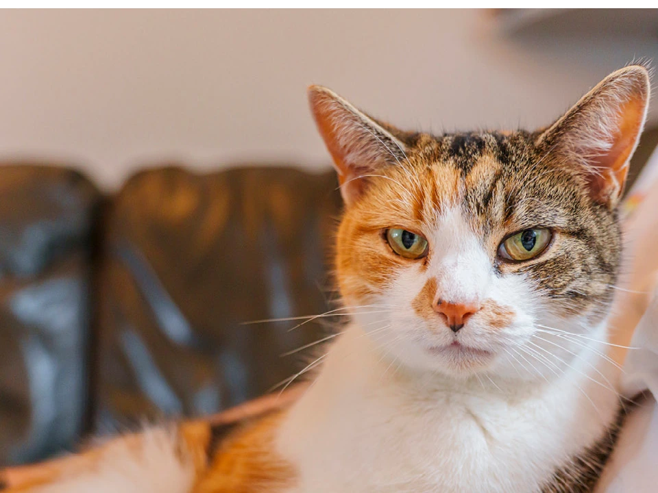 Black Cat Day Fayre - Midday until 3pm