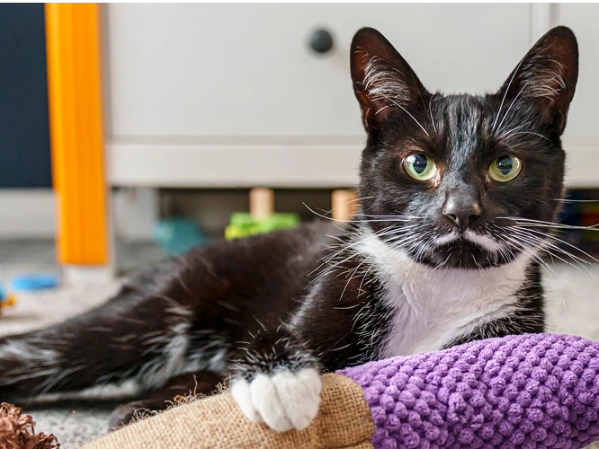 Spring Fayre - Midday until 3pm