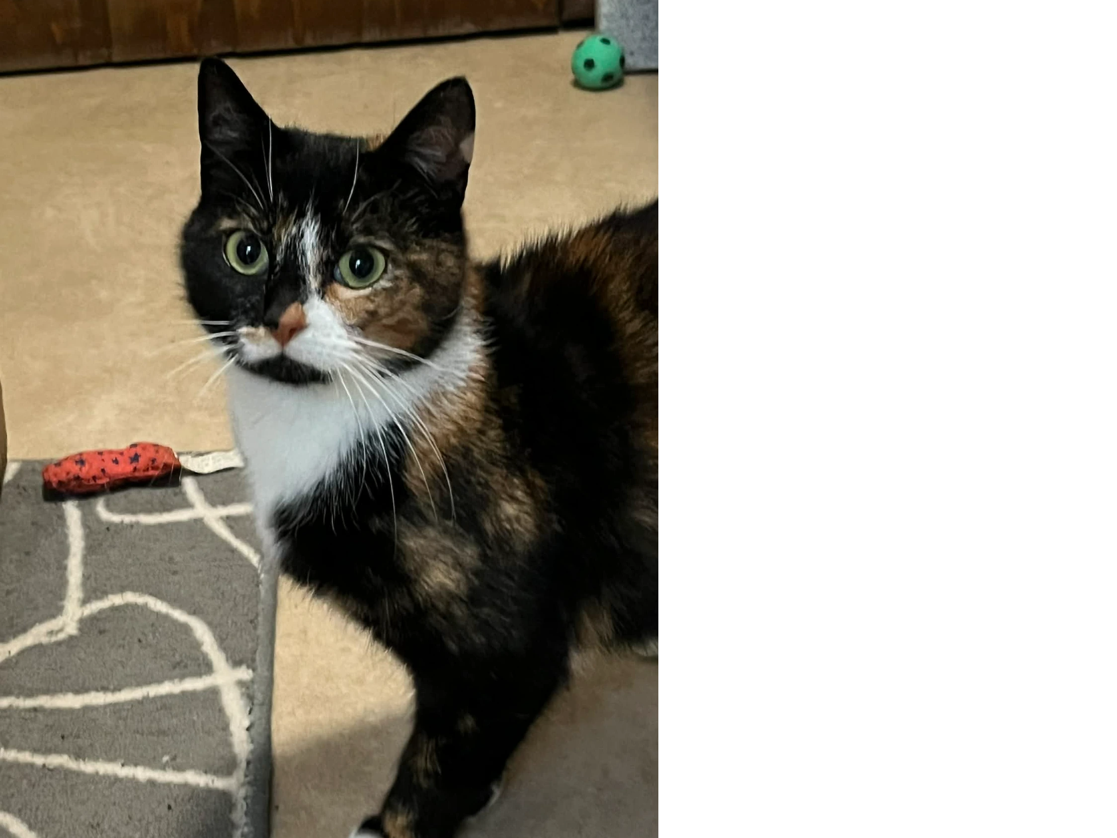 Promotional stand at Tesco, Gosport