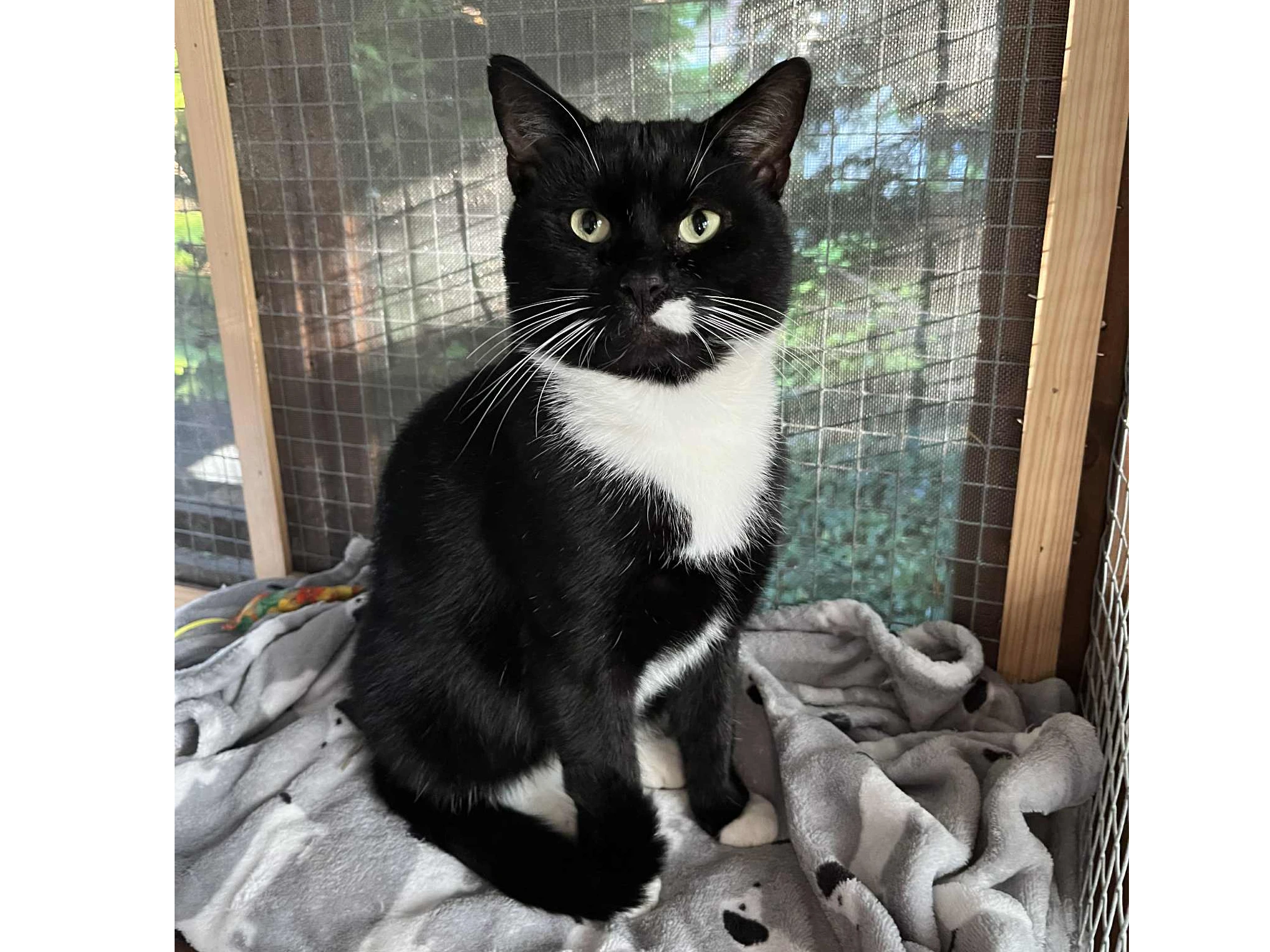 stall at Gosport Community Day