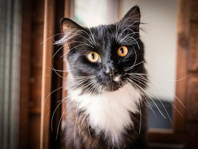 Cambridge Cats Protection Stall at Teversham Peafest
