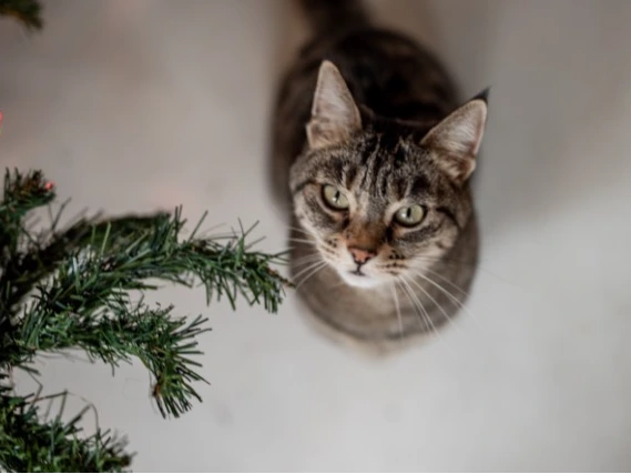 Cambridge Cats Protection Christmas Fayre