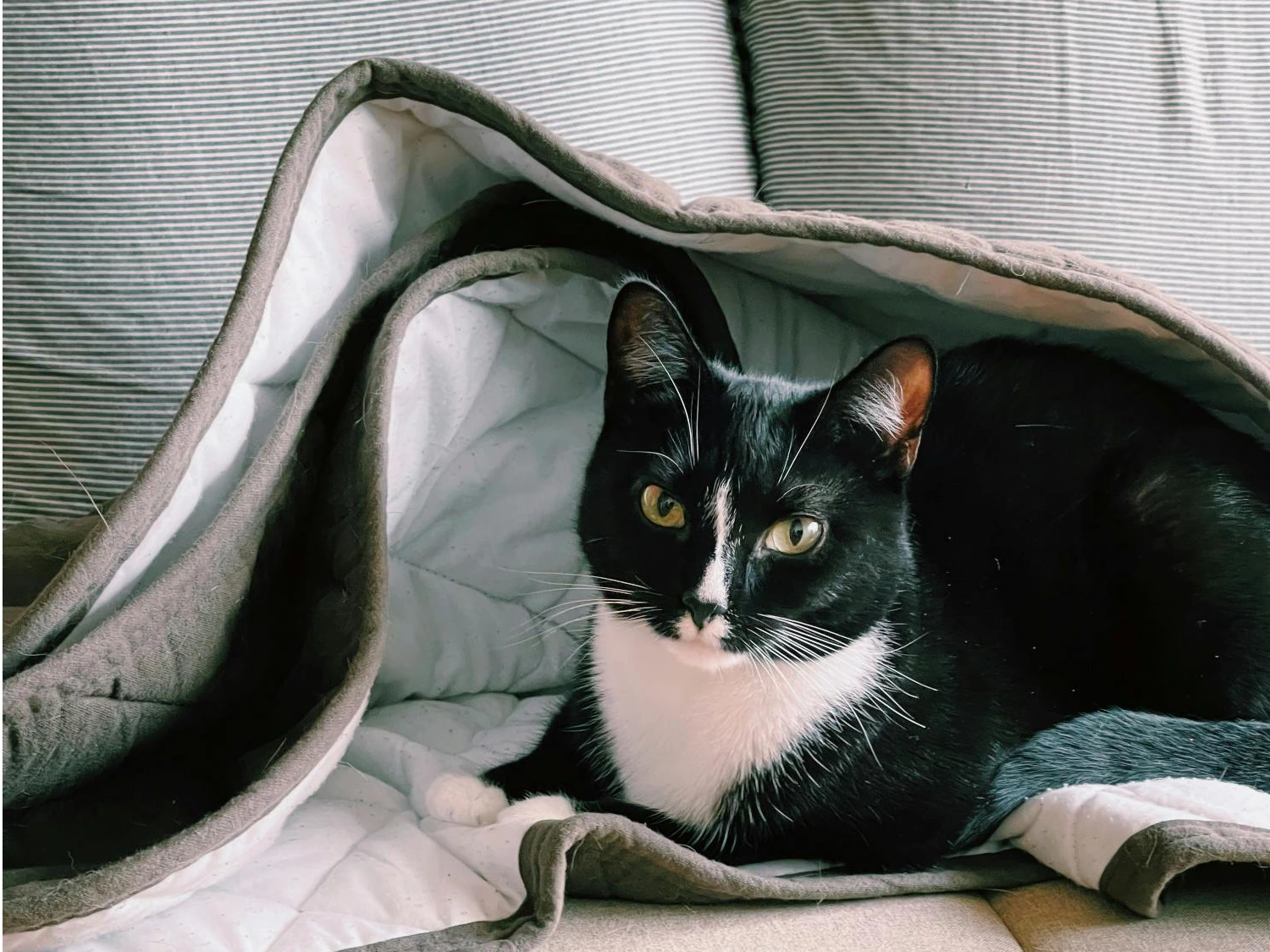 Cambridge Cats Protection stall at Reach Fair
