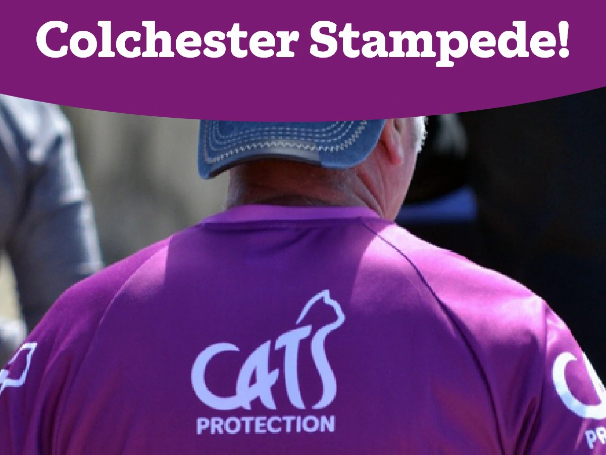 Colchester Stampede - Run for Cats