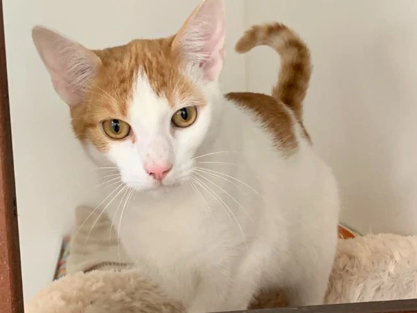 Promotional stand at Tesco, Gosport