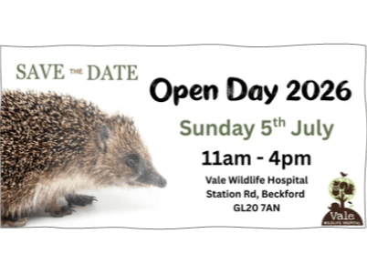 Vale Wildlife Hospital Open Day
