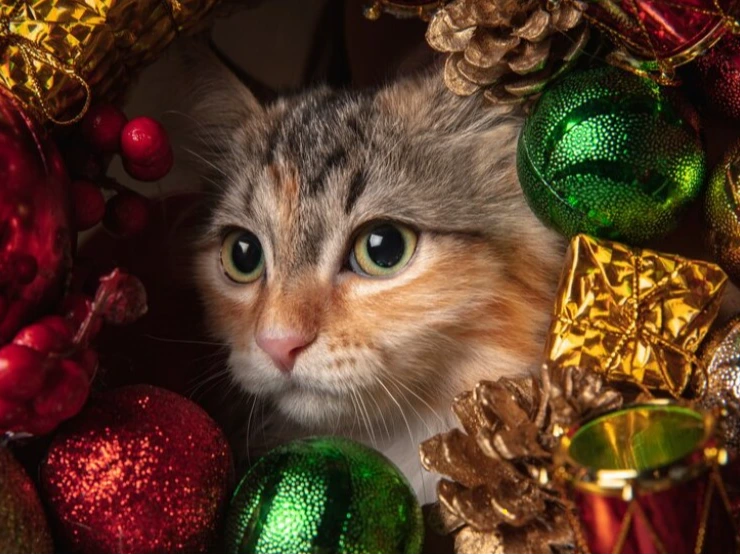 Northampton Cats Protection Christmas Fayre