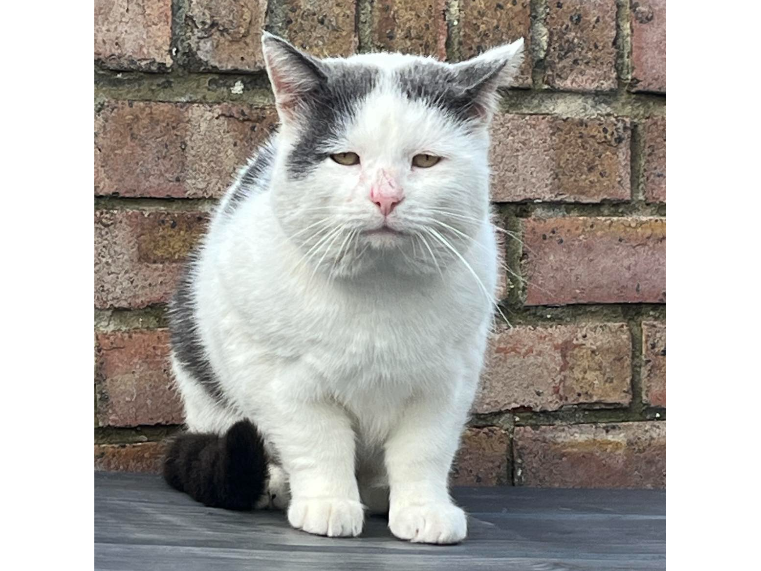 Found 2024.078 - Fell Drive, nr Wheatcroft Rd jct, Lee on Solent